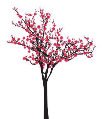 Tam çiçeklenme kırmızı sakura ağacı (kiraz çiçeği) siyah ahşap