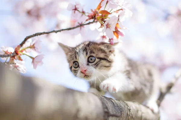 Fleurs de chat et de cerisier — Photo