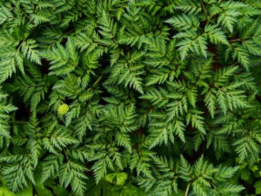 Pteridophyte yaz Hokkaido'da