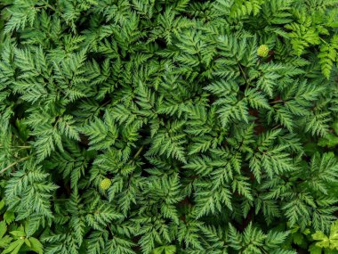 Pteridophyte yaz Hokkaido'da