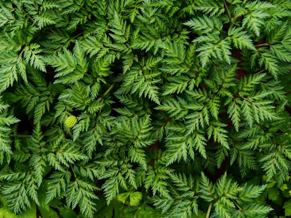 Pteridophyte in zomer hokkaido — Stockfoto