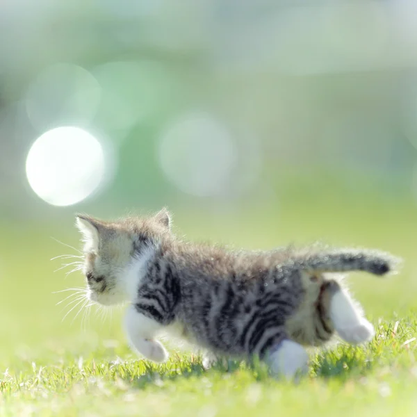 Baby kat lopen op gras — Stockfoto