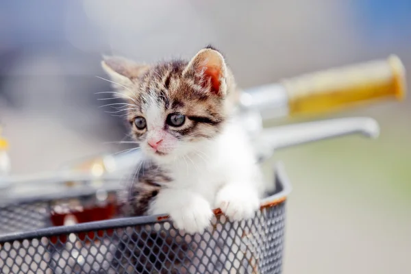 Chat dans le panier à vélo — Photo