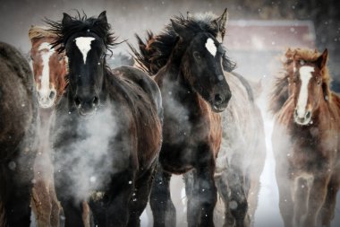 atların kışın çalışan