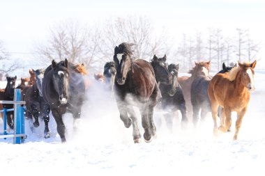 atların kışın çalışan