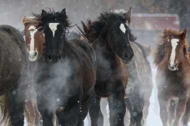 atların kışın çalışan