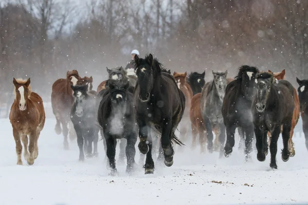 Laufpferde im Winter — Stockfoto