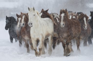 atların kışın çalışan