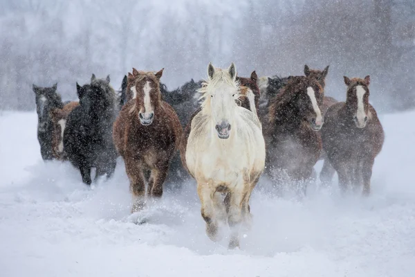 Άλογα τρεξίματος το χειμώνα — Φωτογραφία Αρχείου