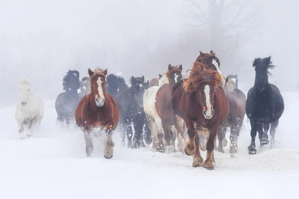 Laufpferde im Winter — Stockfoto