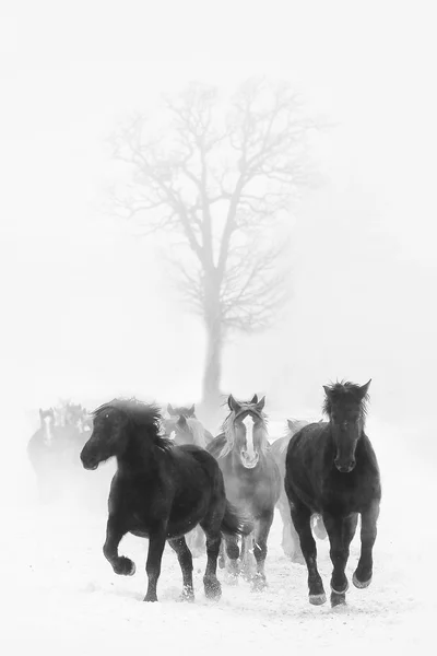 Correndo cavalos no inverno — Fotografia de Stock