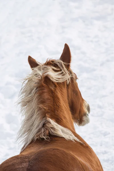 Running horses in winter — Stock Photo, Image