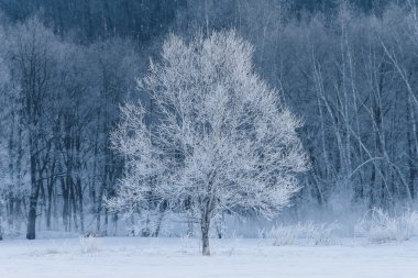 Kış manzarası içinde Japonya