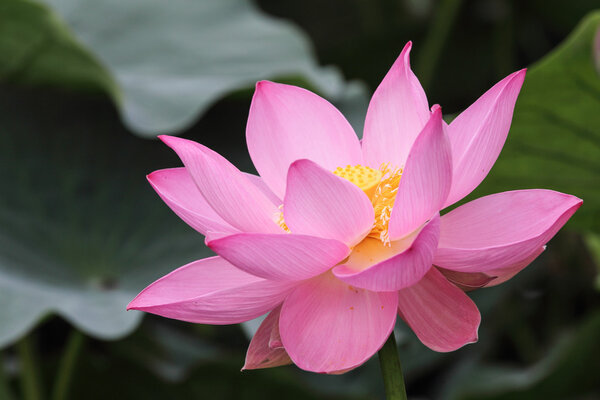 lotus flower in na