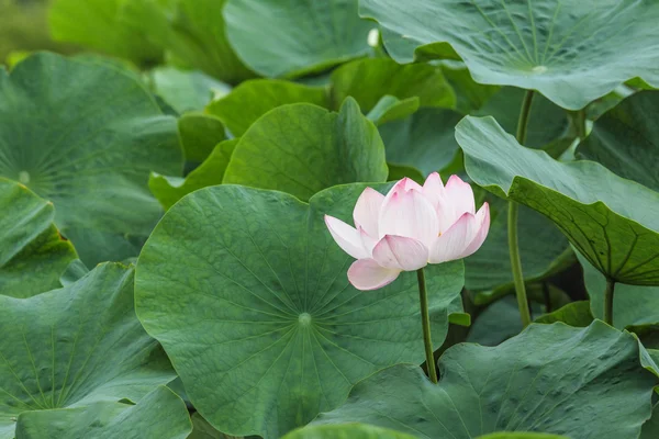 Flor de loto en la naturaleza — Foto de Stock