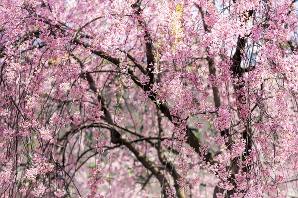 Kwiaty wiśni w Japonii — Zdjęcie stockowe