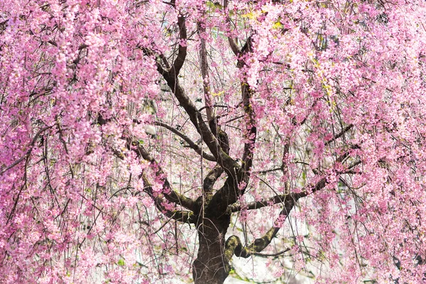 Cherry blossoms in japan — Stock Photo, Image