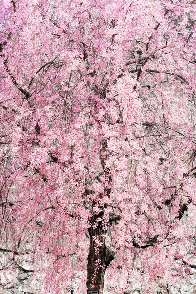 Flores de cereja em japão — Fotografia de Stock