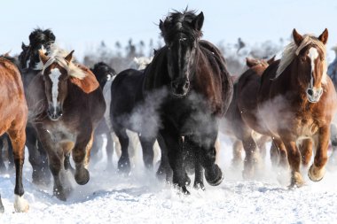 atların kışın çalışan