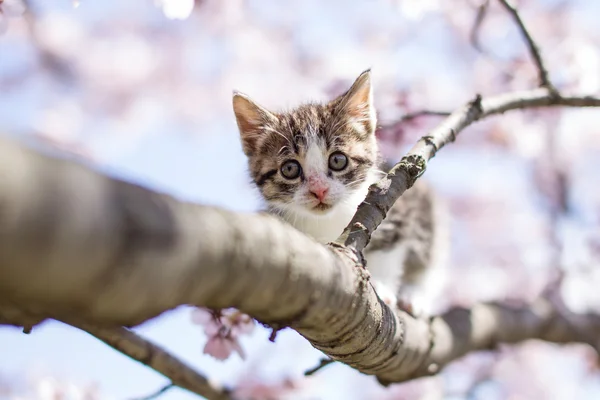 Fleurs de chat et de cerisier — Photo