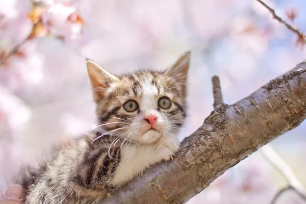 Fleurs de chat et de cerisier — Photo