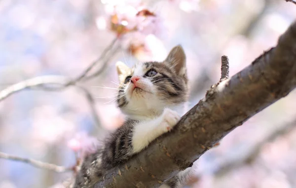 Katzen- und Kirschblüten — Stockfoto