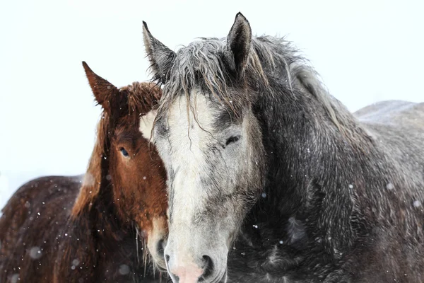 Dos caballos en los pastos de invierno — Foto de Stock