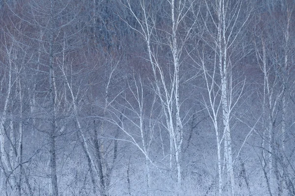 Зимовий пейзаж у матері ферма — стокове фото