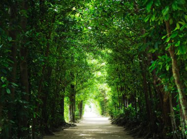 Okinawa ağaçlarla sokakta