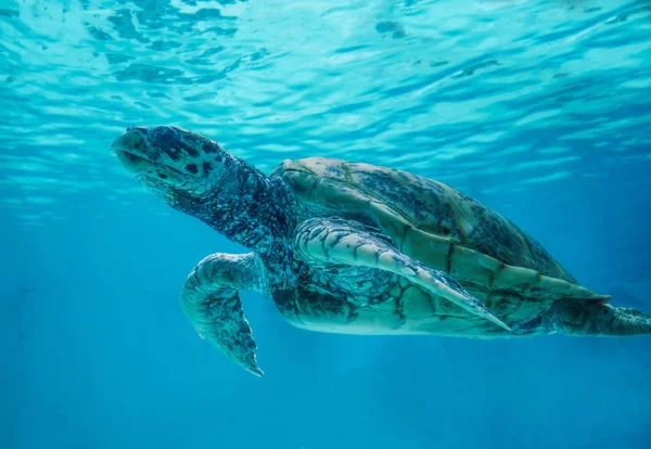 Tortugas nadan en el hermoso mar —  Fotos de Stock