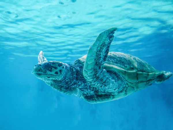 Фелес плавает в красивом море — стоковое фото