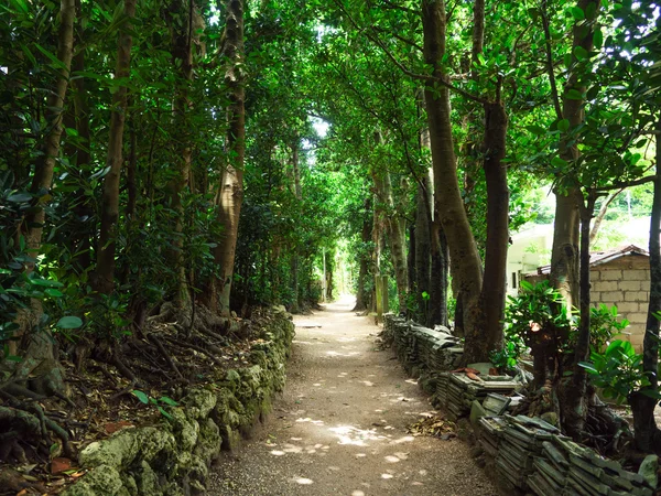 Okinawa rue bordée d'arbres — Photo