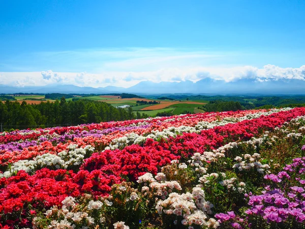 Jardim de flores em hokkaido — Fotografia de Stock