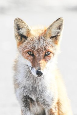 vahşi fox Hokkaido içinde yaşamak