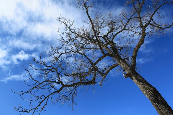 Großer toter Baum und blauer Himmel — Stockfoto