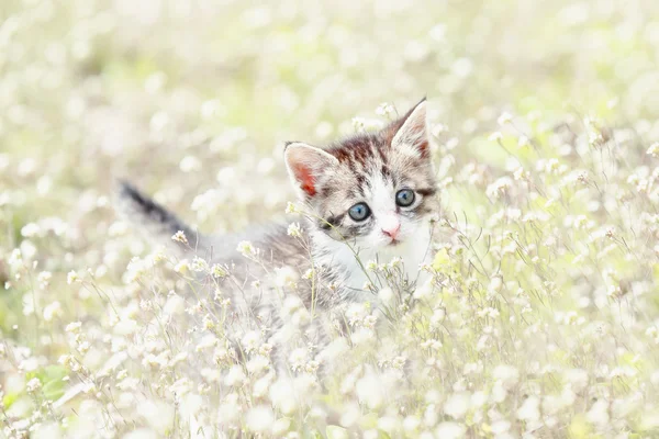 Kätzchen spielen im Frühling — Stockfoto