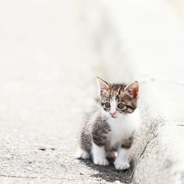 Chaton jouant au printemps — Photo