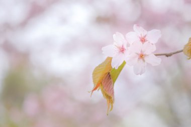 İlkbaharda kiraz çiçekleri