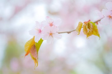 İlkbaharda kiraz çiçekleri