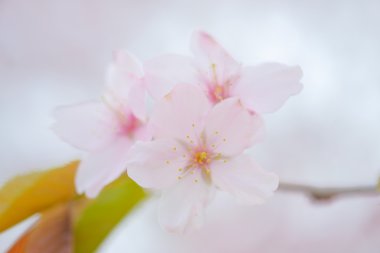 İlkbaharda kiraz çiçekleri