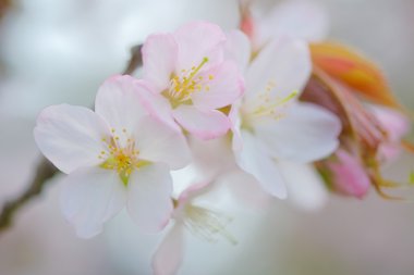 İlkbaharda kiraz çiçekleri