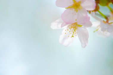 İlkbaharda kiraz çiçekleri