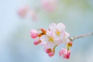 İlkbaharda kiraz çiçekleri