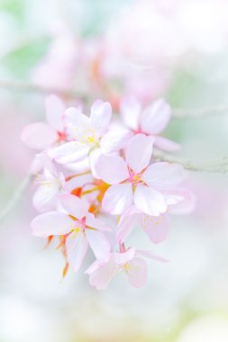 İlkbaharda kiraz çiçekleri