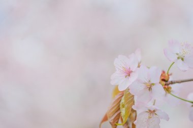 İlkbaharda kiraz çiçekleri