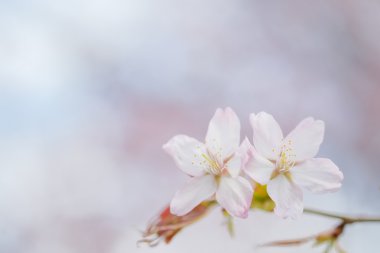 İlkbaharda kiraz çiçekleri