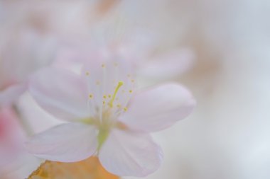 İlkbaharda kiraz çiçekleri