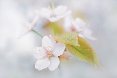 İlkbaharda kiraz çiçekleri