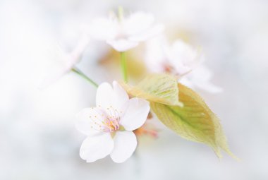 İlkbaharda kiraz çiçekleri