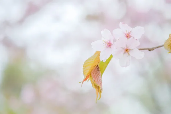 Flores de cerejeira em primavera — Fotografia de Stock